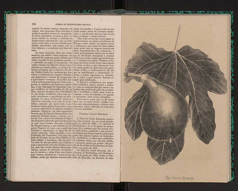 Jornal de horticultura prtica I 75