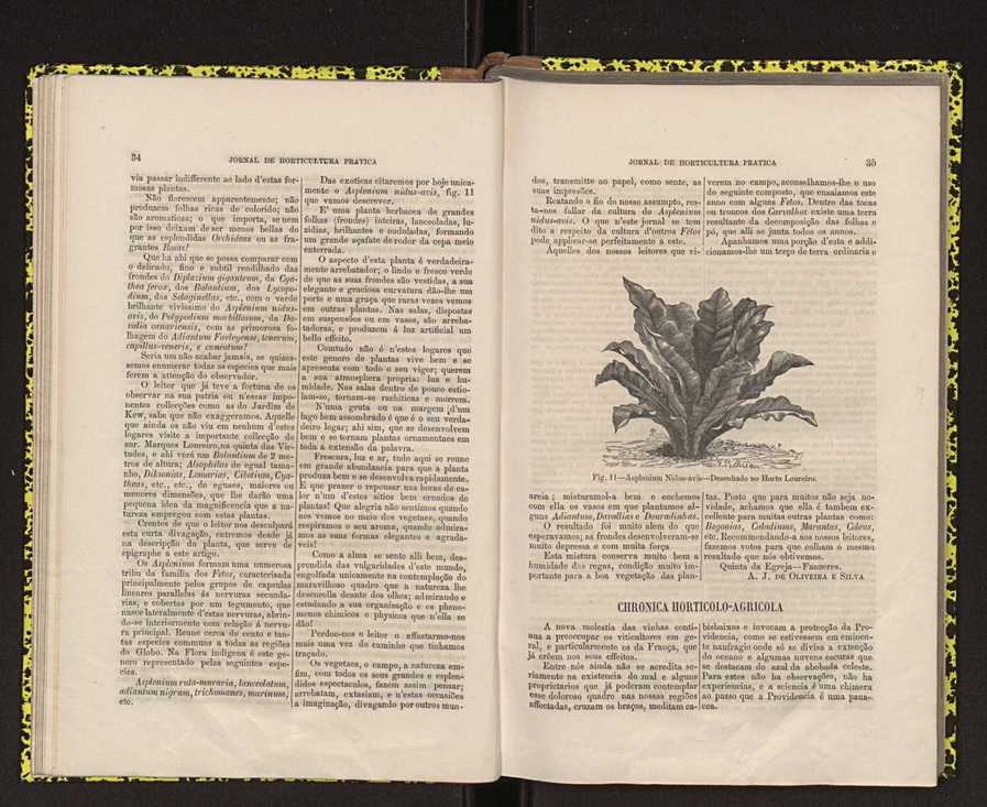 Jornal de horticultura prtica IV 28