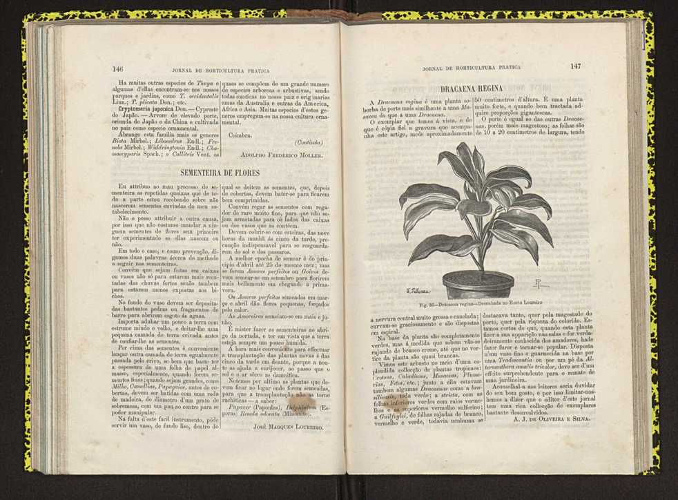 Jornal de horticultura prtica IV 96
