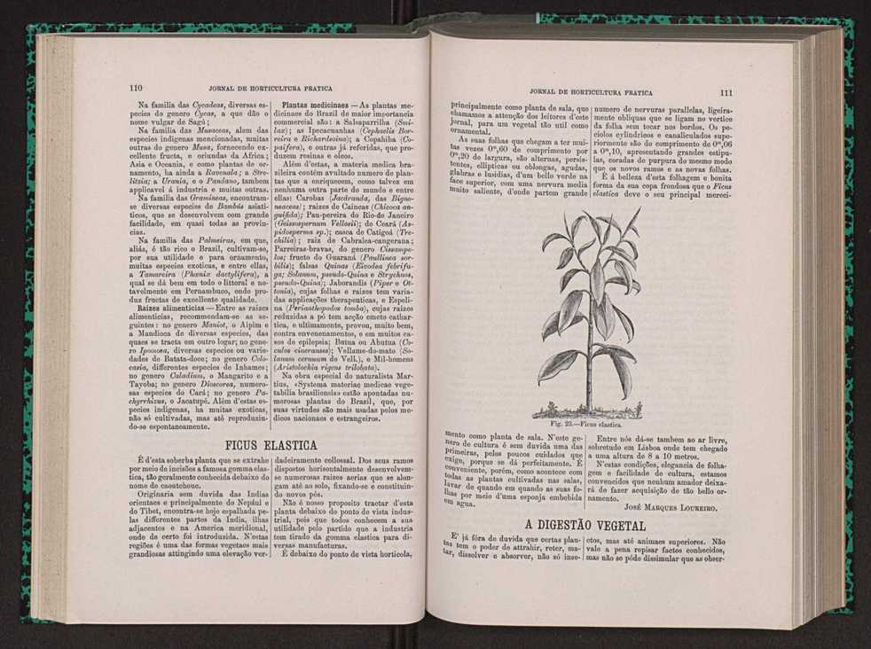 Jornal de horticultura prtica VIII 64