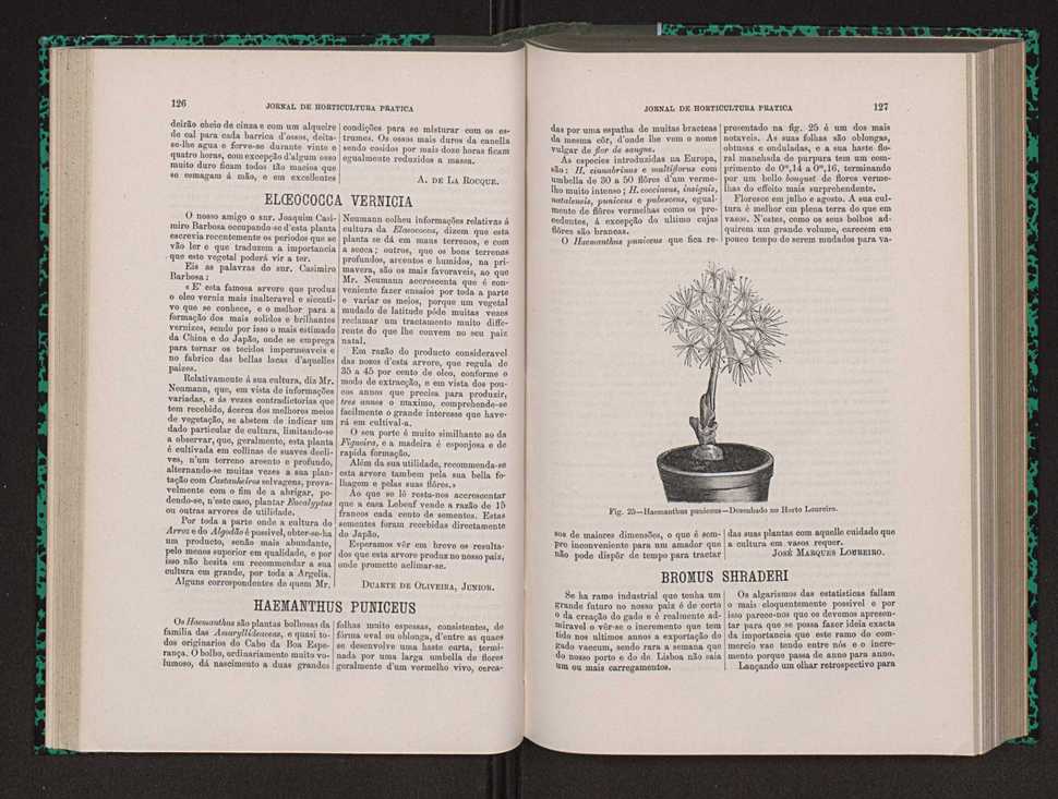 Jornal de horticultura prtica VIII 72