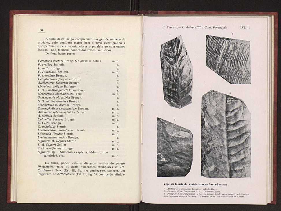 Oantracoltico continental portugus:estratigrafia:tectnica 39