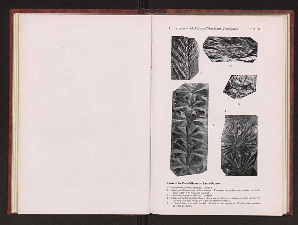 Oantracoltico continental portugus:estratigrafia:tectnica 40