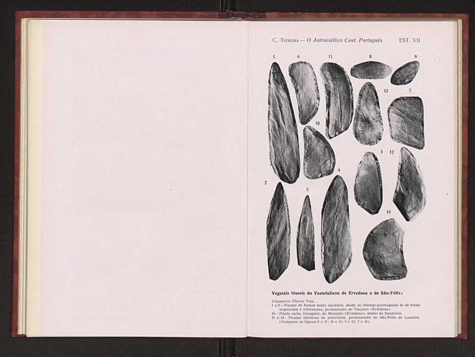 Oantracoltico continental portugus:estratigrafia:tectnica 51