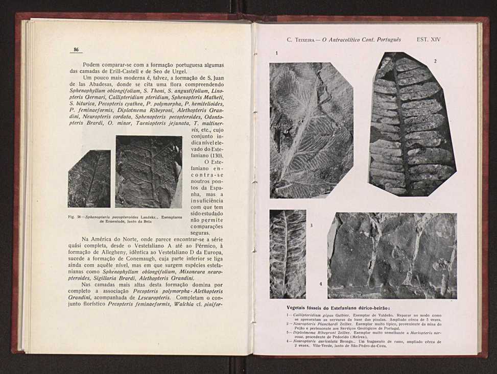 Oantracoltico continental portugus:estratigrafia:tectnica 65