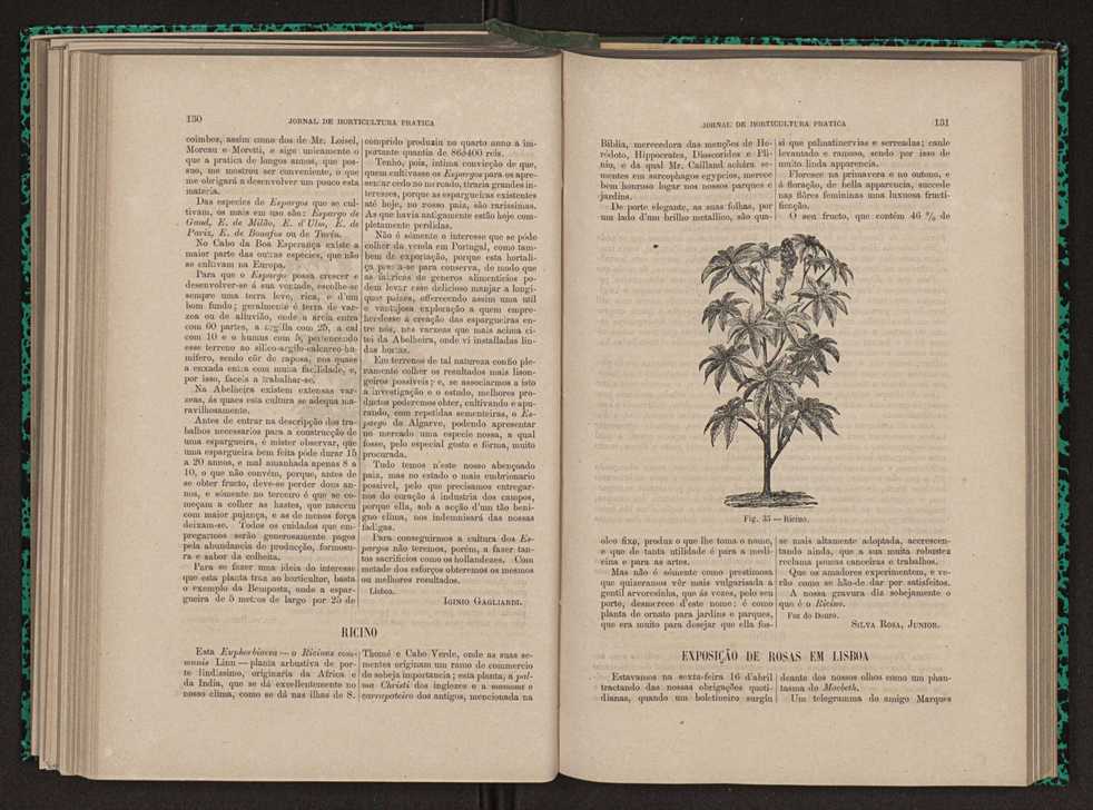 Jornal de horticultura prtica XI 84