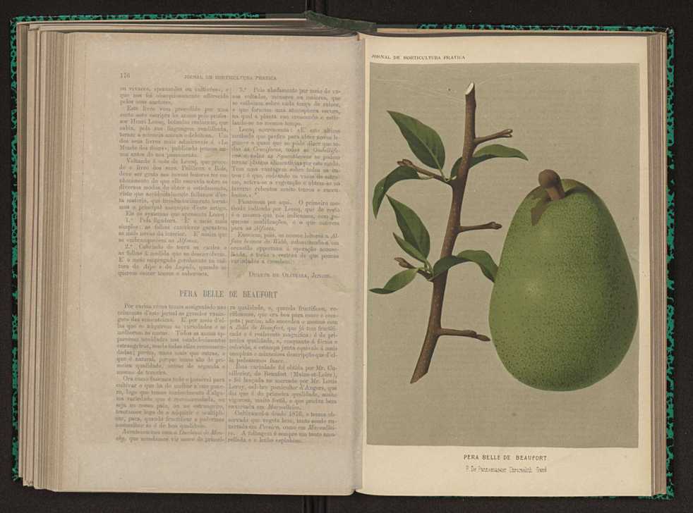 Jornal de horticultura prtica XI 109