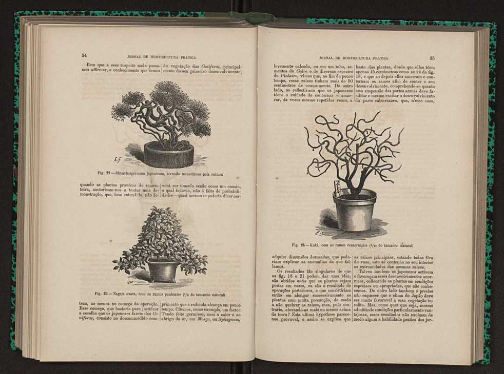 Jornal de horticultura prtica XIII 29