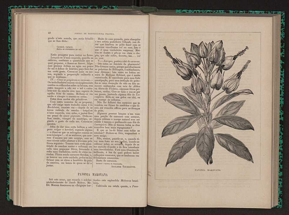 Jornal de horticultura prtica XIII 36
