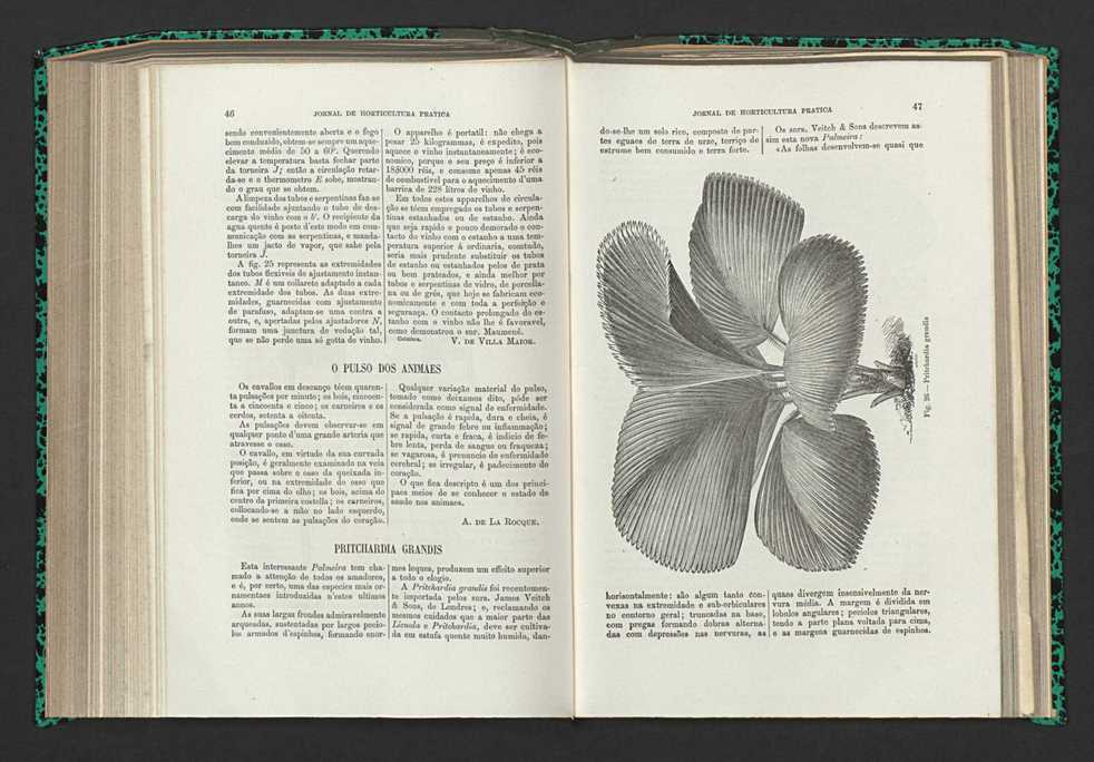 Jornal de horticultura prtica XV 36