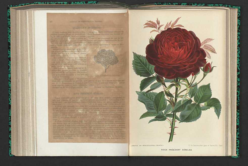 Jornal de horticultura prtica XV 49