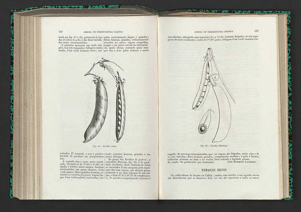 Jornal de horticultura prtica XV 80