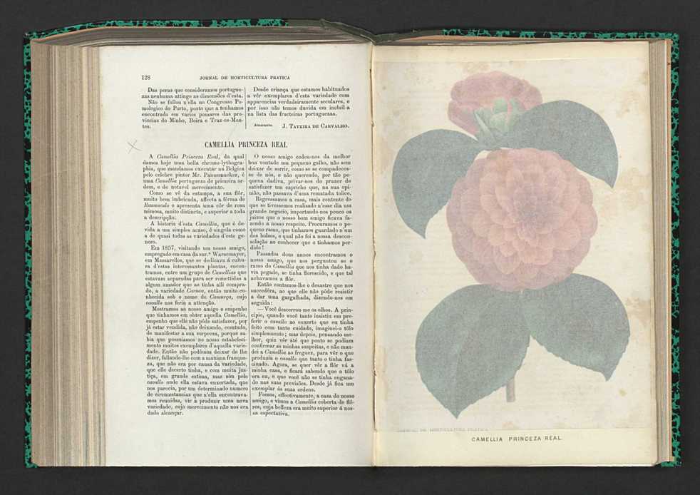 Jornal de horticultura prtica XV 83