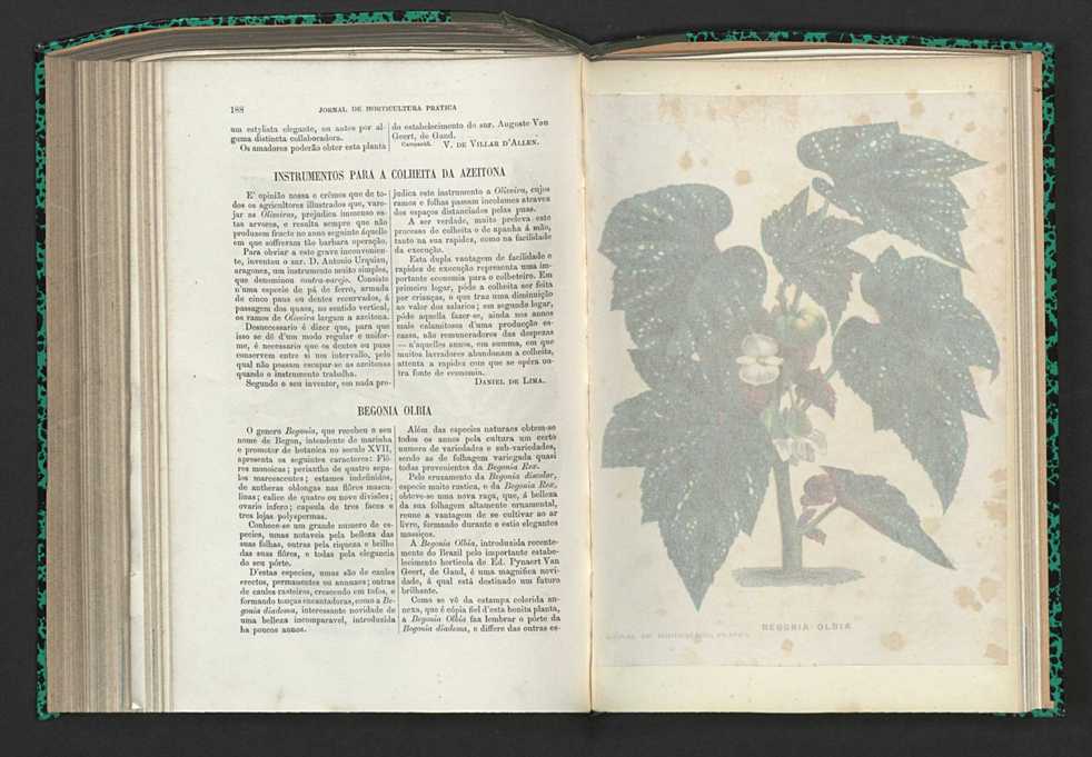 Jornal de horticultura prtica XV 117