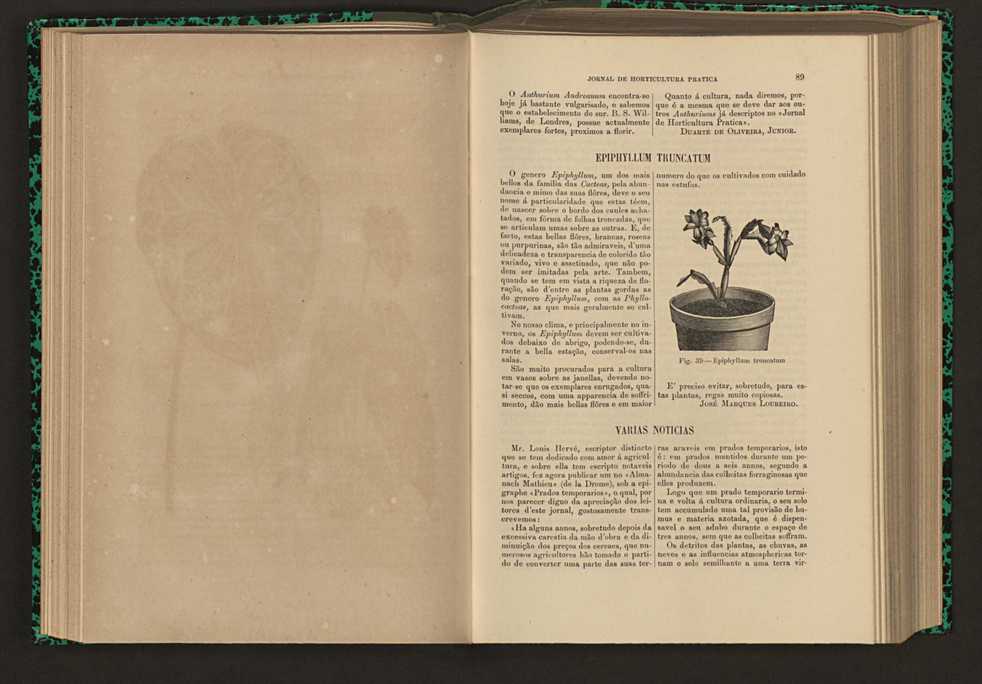 Jornal de horticultura prtica XVI 63