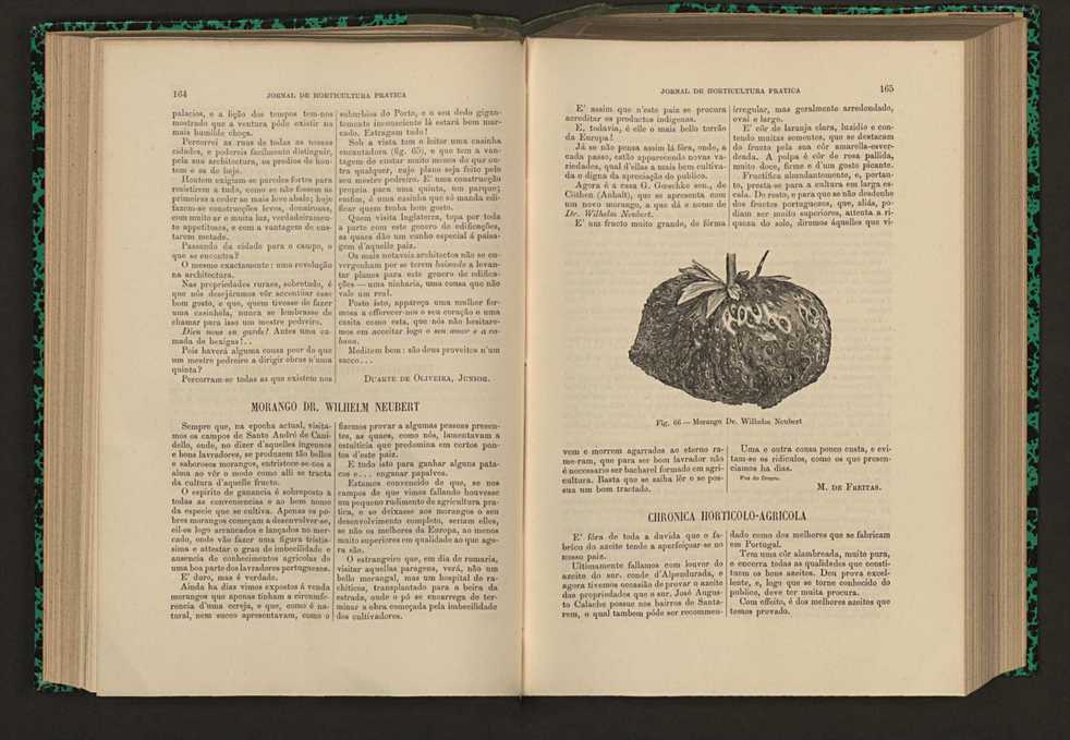 Jornal de horticultura prtica XVI 104