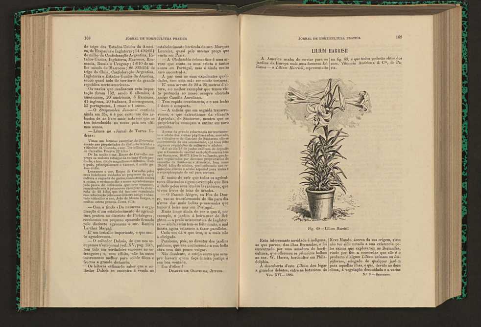 Jornal de horticultura prtica XVI 106