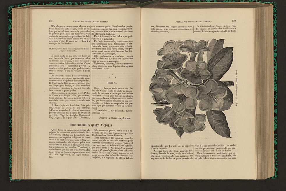 Jornal de horticultura prtica XVI 117