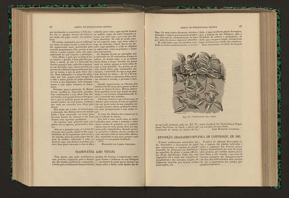 Jornal de horticultura prtica XVII 31