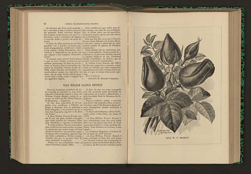 Jornal de horticultura prtica XVII 41