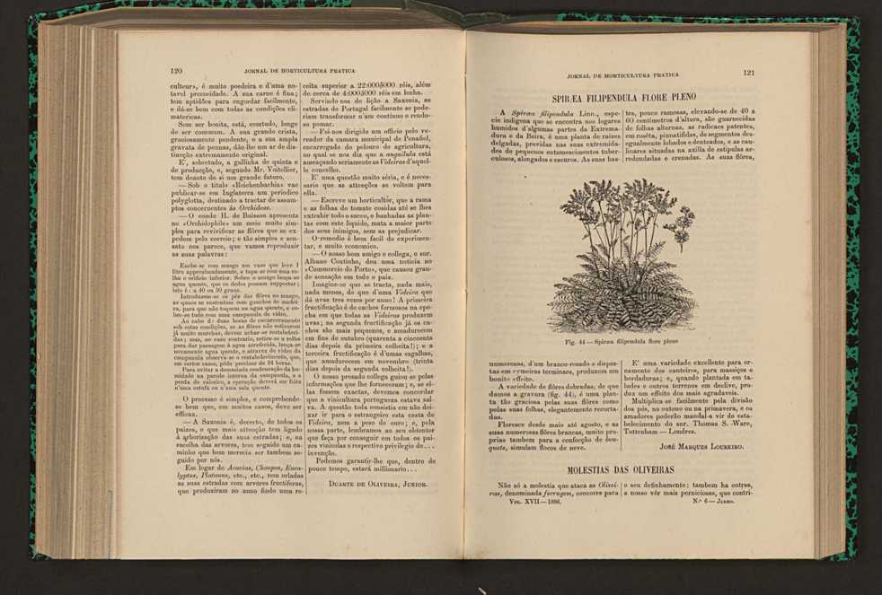 Jornal de horticultura prtica XVII 76
