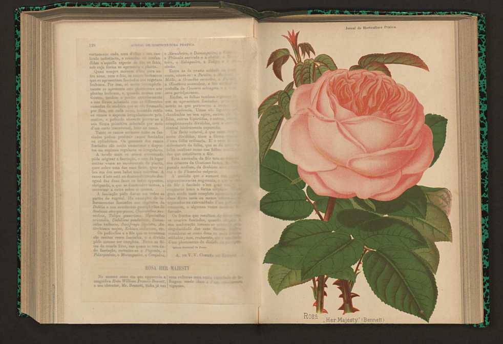 Jornal de horticultura prtica XVII 81