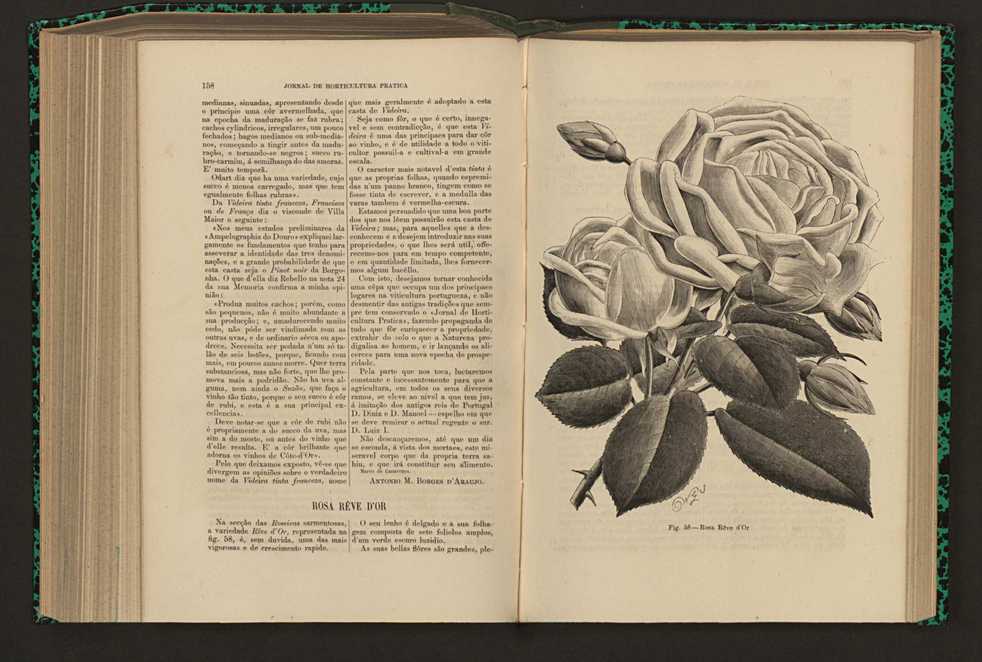 Jornal de horticultura prtica XVII 99