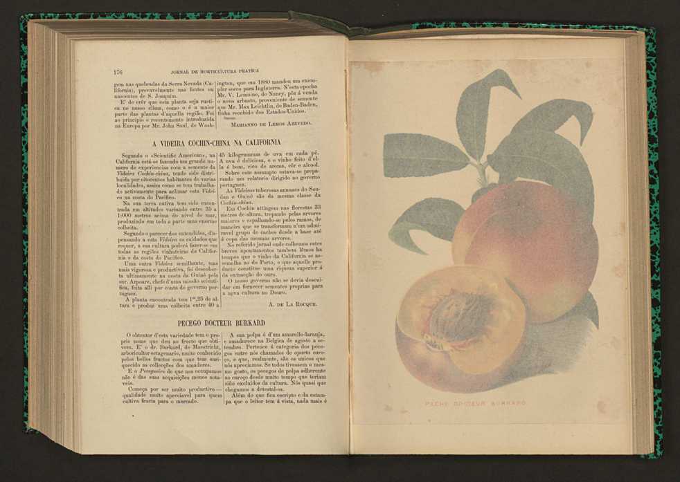 Jornal de horticultura prtica XVII 108