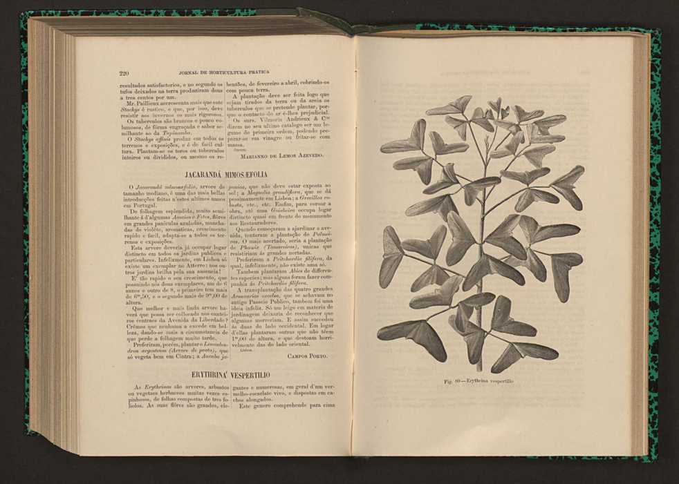 Jornal de horticultura prtica XVII 133