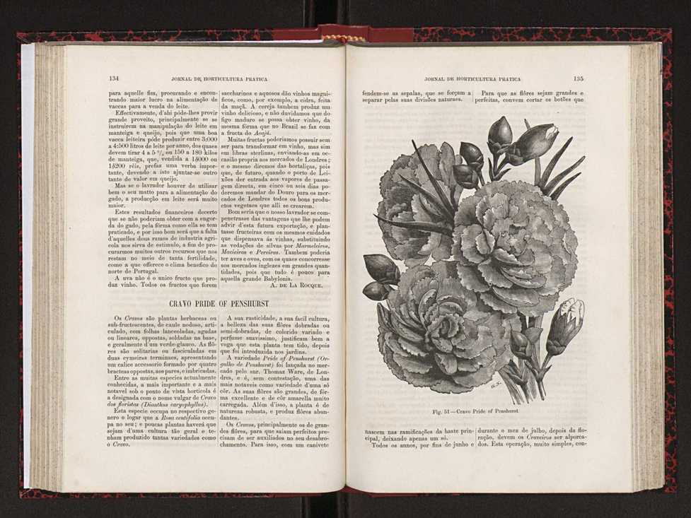 Jornal de horticultura prtica XVIII 81