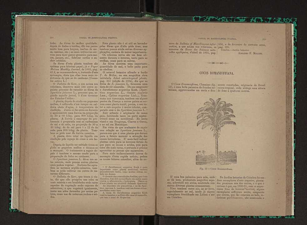 Jornal de horticultura prtica XXIII 116