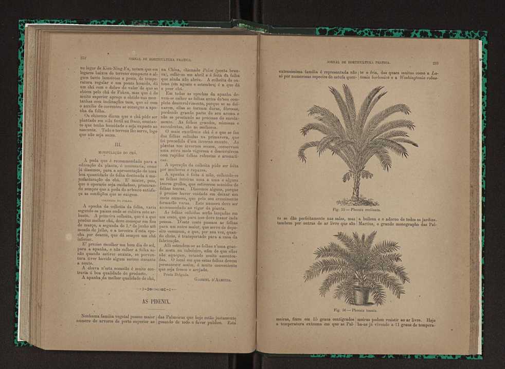 Jornal de horticultura prtica XXIII 123