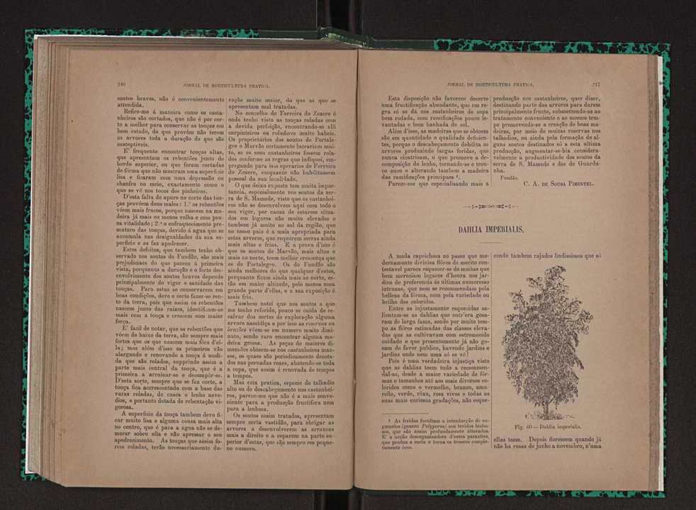 Jornal de horticultura prtica XXIII 130