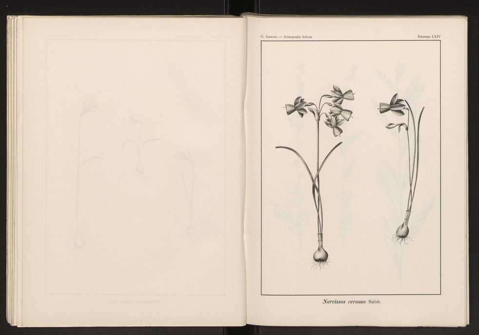 Iconografia selecta da flora portuguesa 70