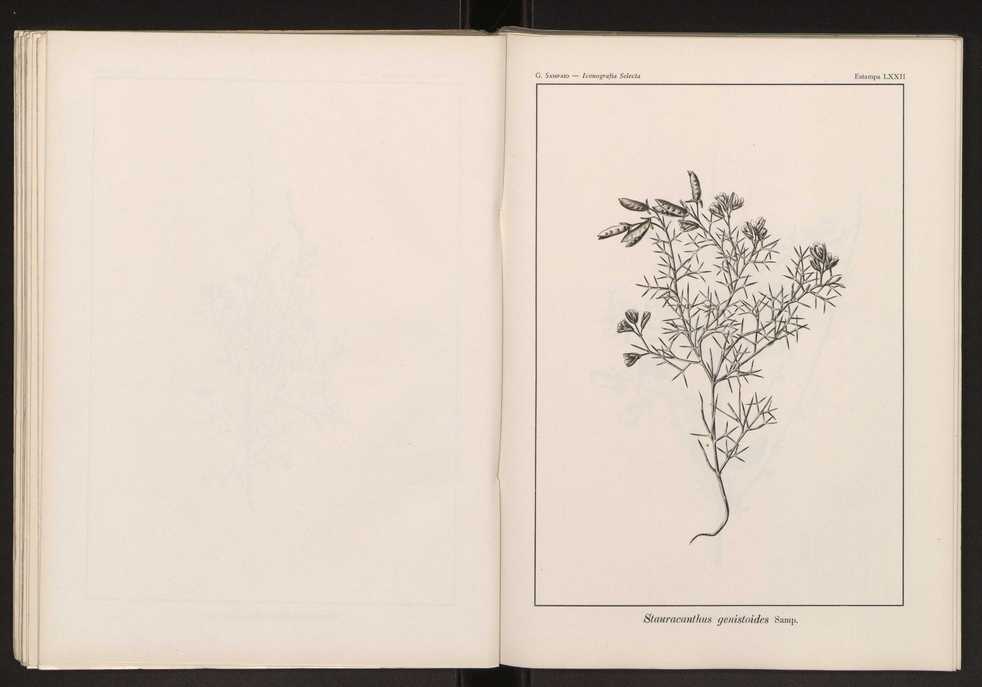 Iconografia selecta da flora portuguesa 78