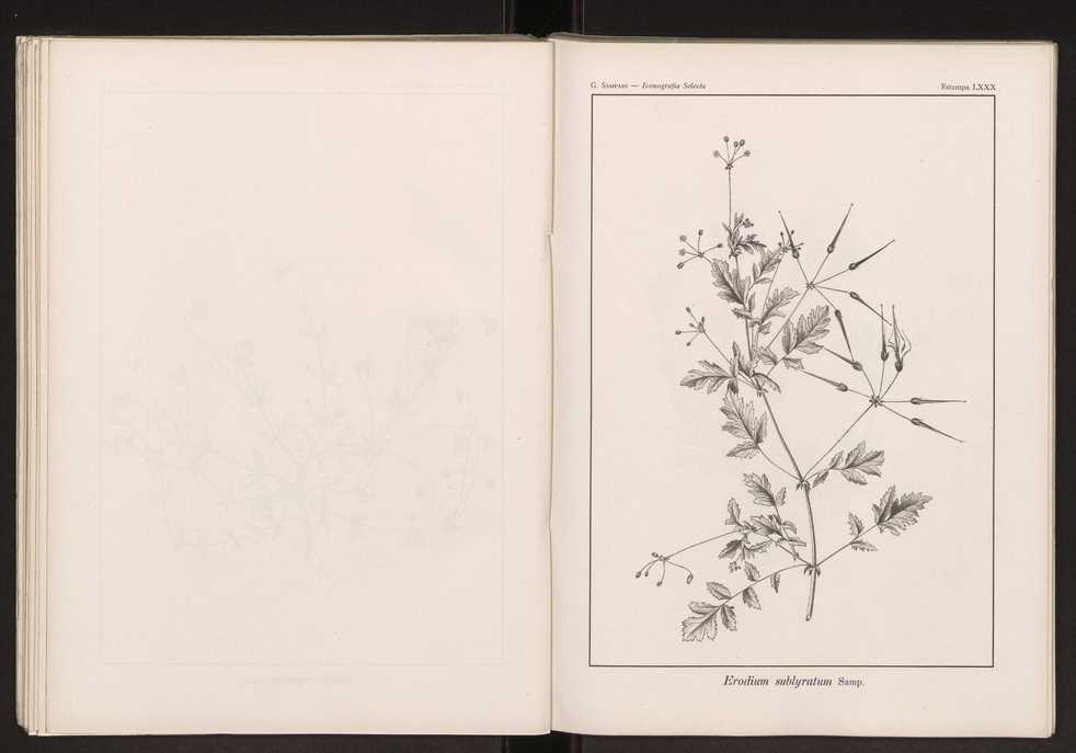 Iconografia selecta da flora portuguesa 86
