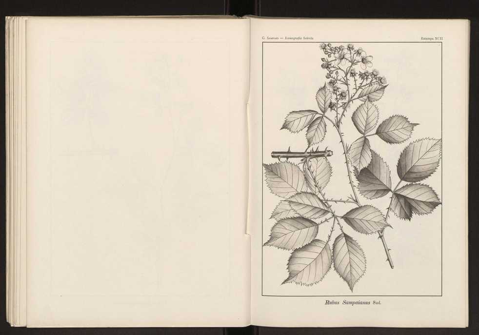 Iconografia selecta da flora portuguesa 98