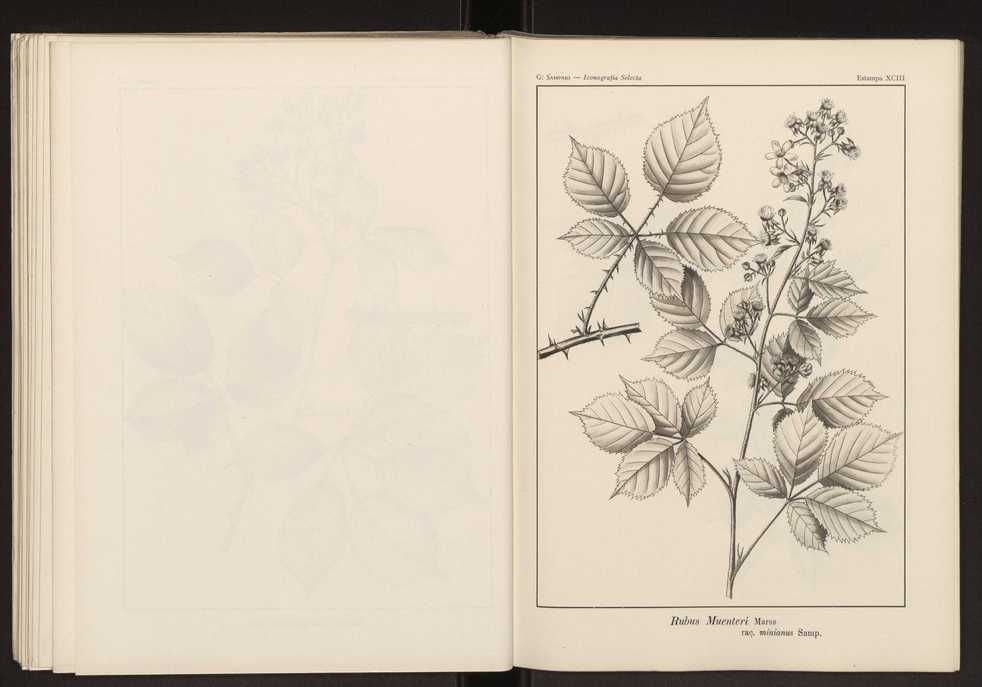 Iconografia selecta da flora portuguesa 99