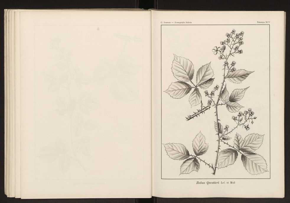 Iconografia selecta da flora portuguesa 101