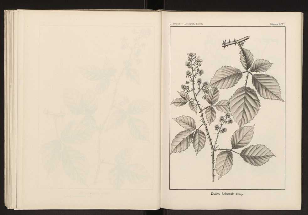 Iconografia selecta da flora portuguesa 103