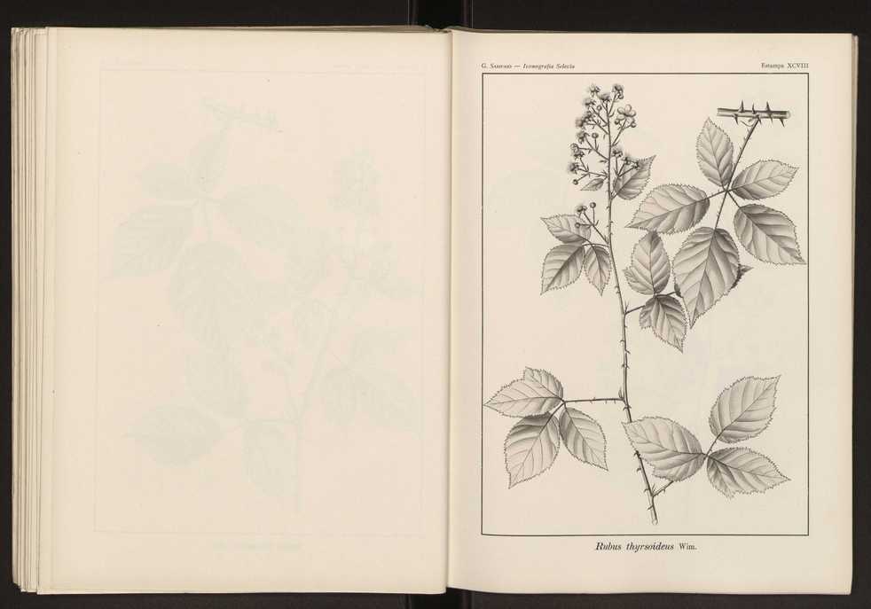 Iconografia selecta da flora portuguesa 104