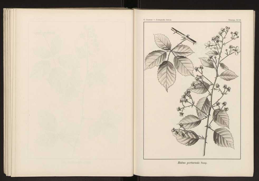 Iconografia selecta da flora portuguesa 105