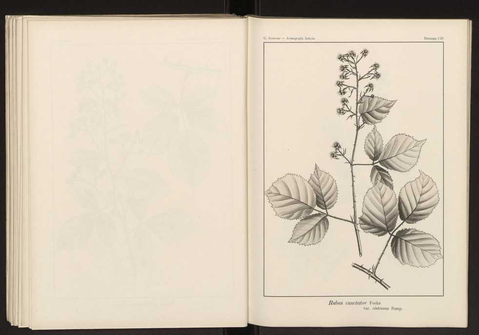 Iconografia selecta da flora portuguesa 110