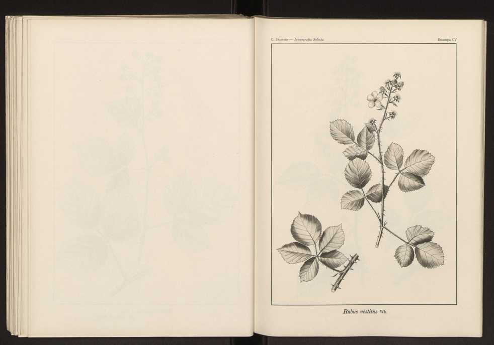 Iconografia selecta da flora portuguesa 111