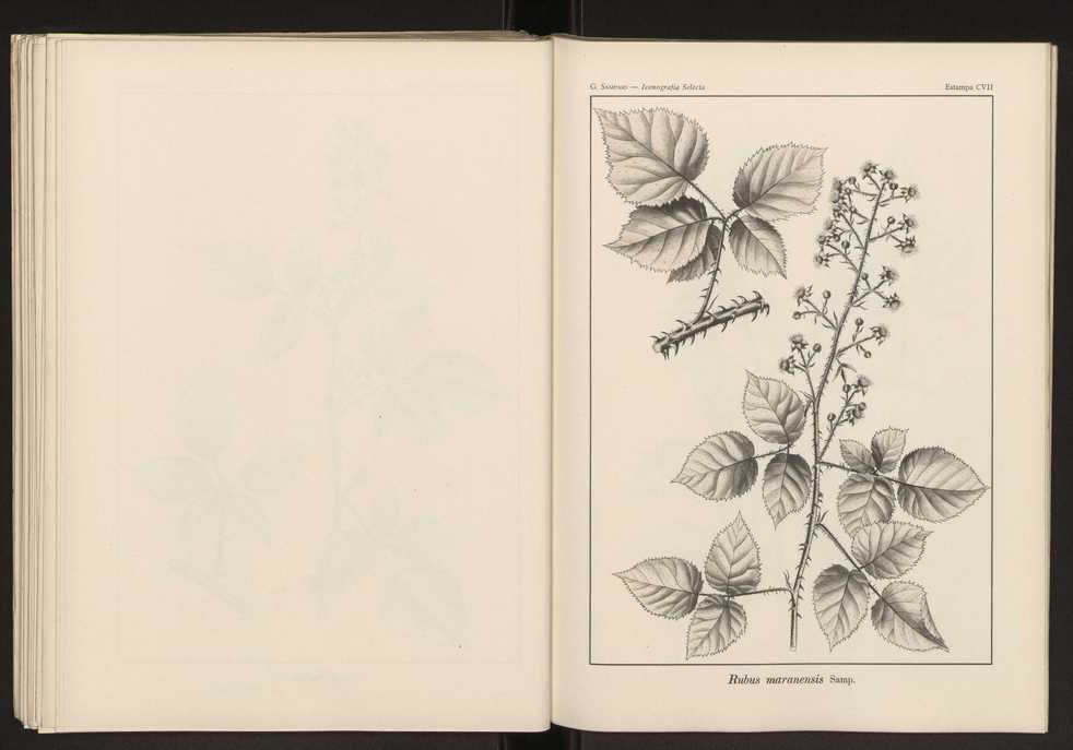 Iconografia selecta da flora portuguesa 113