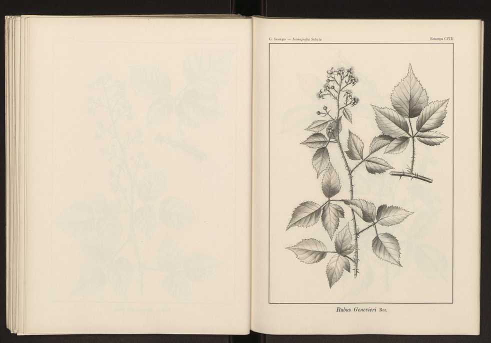 Iconografia selecta da flora portuguesa 114