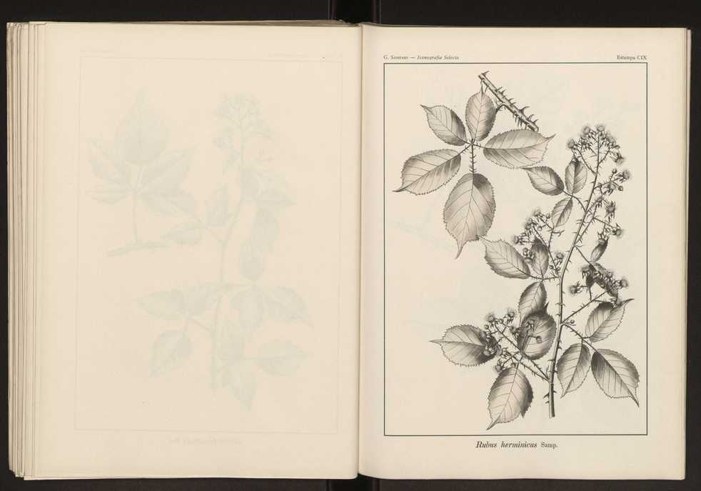 Iconografia selecta da flora portuguesa 115