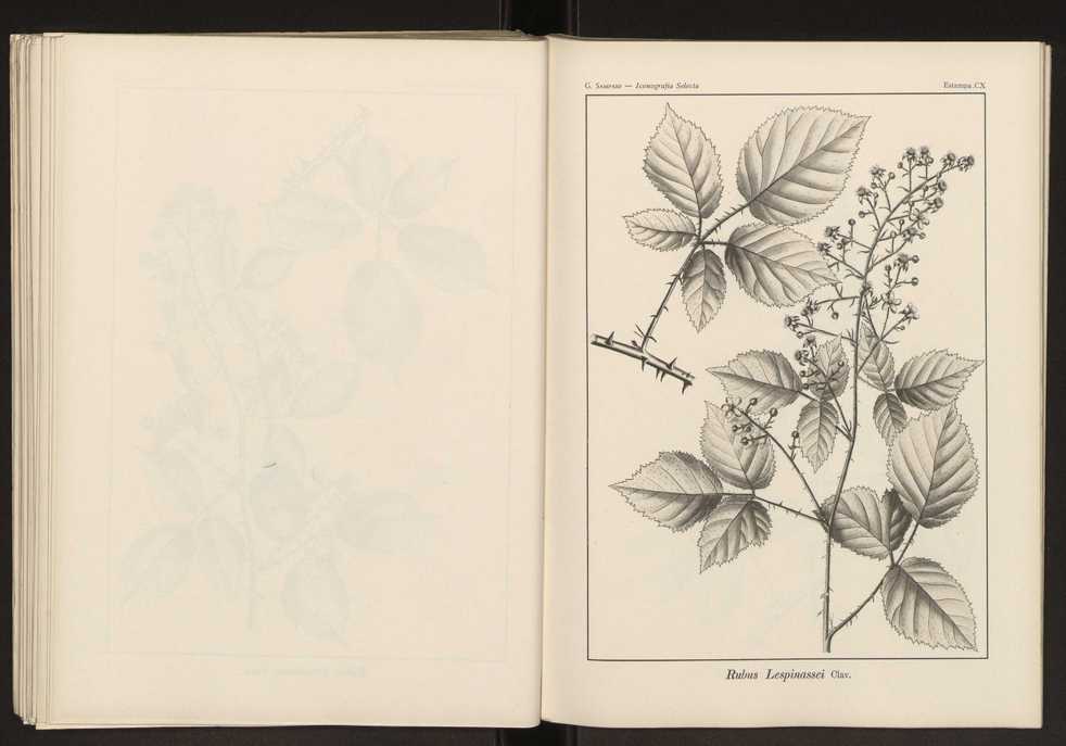 Iconografia selecta da flora portuguesa 116