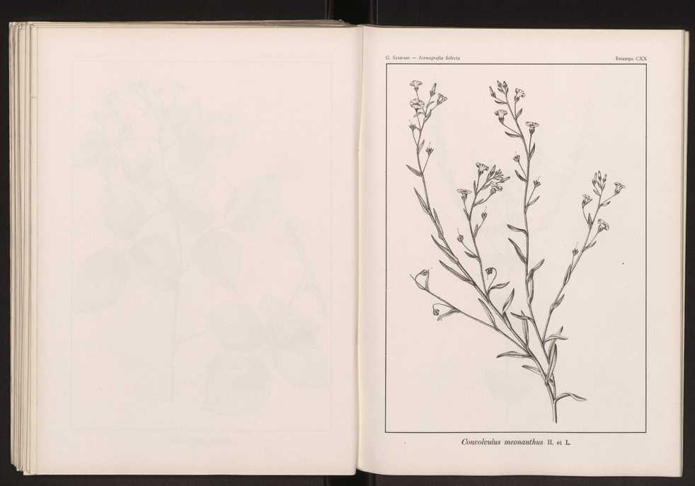 Iconografia selecta da flora portuguesa 126