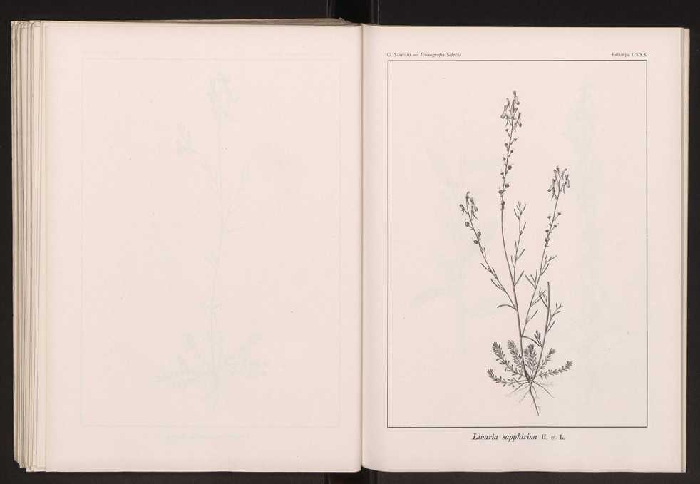 Iconografia selecta da flora portuguesa 136